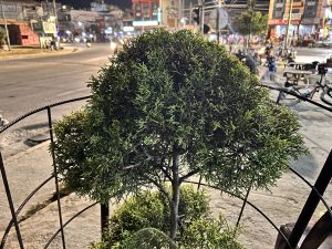 Capturing the charm of a roadside bonsai, a miniature masterpiece in nature's gallery.