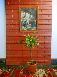 Potted plant and a suspended artwork