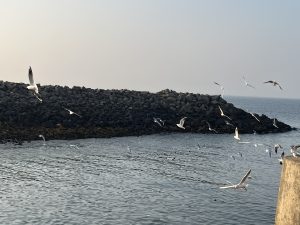Black Winged and Herring Gulls gracefully soaring above the vast sea and rocky peninsula, their wings spread wide against the sky
