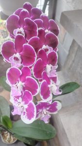 Beautiful Purple Orchid
