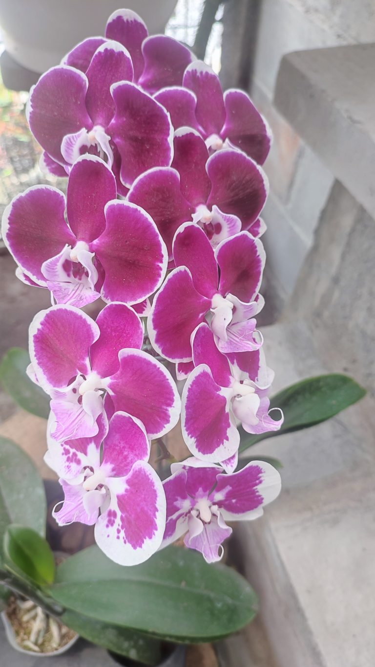 Beautiful Purple Orchid