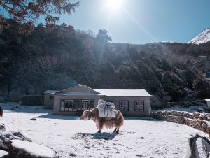 Yak with heavy load on his back