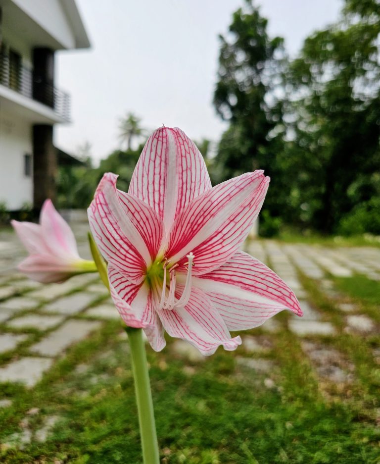 A red and white lily flower.