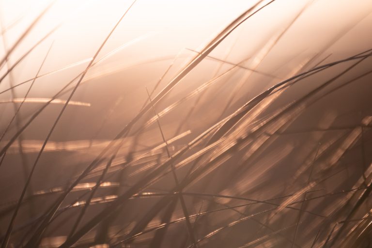 Beach grass sways in the sun on a wam evening in August.