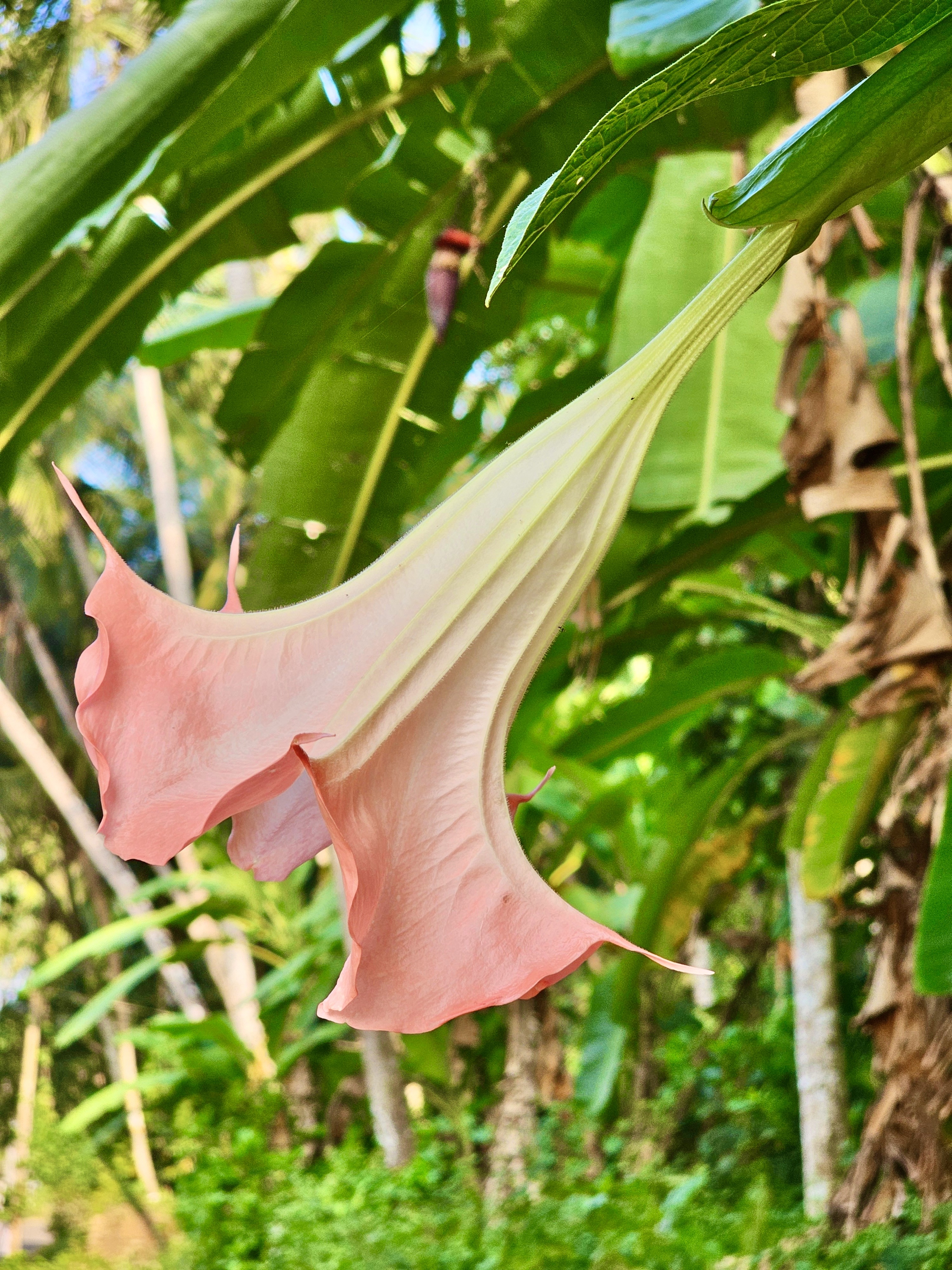 Side view of a peach colour Brugmansia versicolor flower. It is commonly known as angel’s trumpets. From Perumanna, Kozhikode, Kerala.
