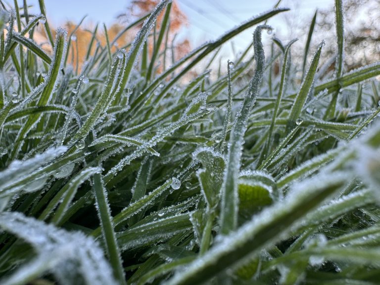 A close up of thick green grass with very thin depth of field. The morning dew is frosted over on each blade of grass.