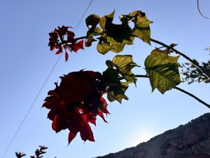 Red poinsettia flowers bloom vibrantly against a serene blue sky. A striking contrast of colors.