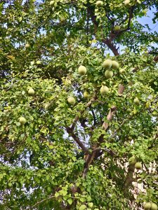 Aegle marmelos, commonly known as bael, Bengal quince, golden apple, Japanese bitter orange, stone apple or wood apple. From Udaipur, Rajasthan.