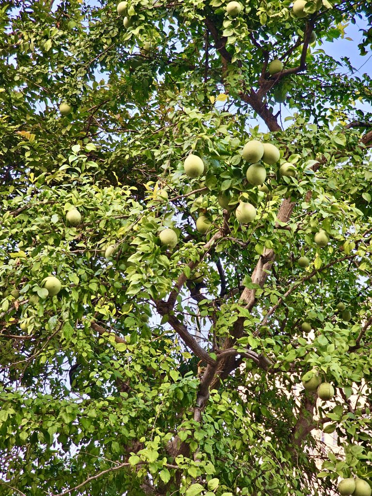 Aegle marmelos, commonly known as bael, Bengal quince, golden apple, Japanese bitter orange, stone apple or wood apple. From Udaipur, Rajasthan.