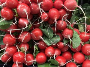 Radishes, root end toward the viewer