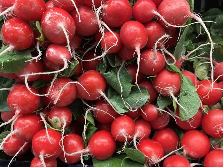 Radishes, root end toward the viewer