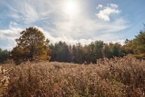 A field of tall grass in New England glistens in the late afternoon on a warm Autumn day
