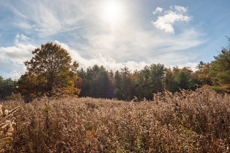 A field of tall grass in New England glistens in the late afternoon on a warm Autumn day