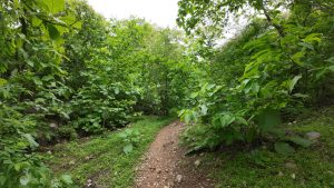 A dirt path through lush green vegetation
