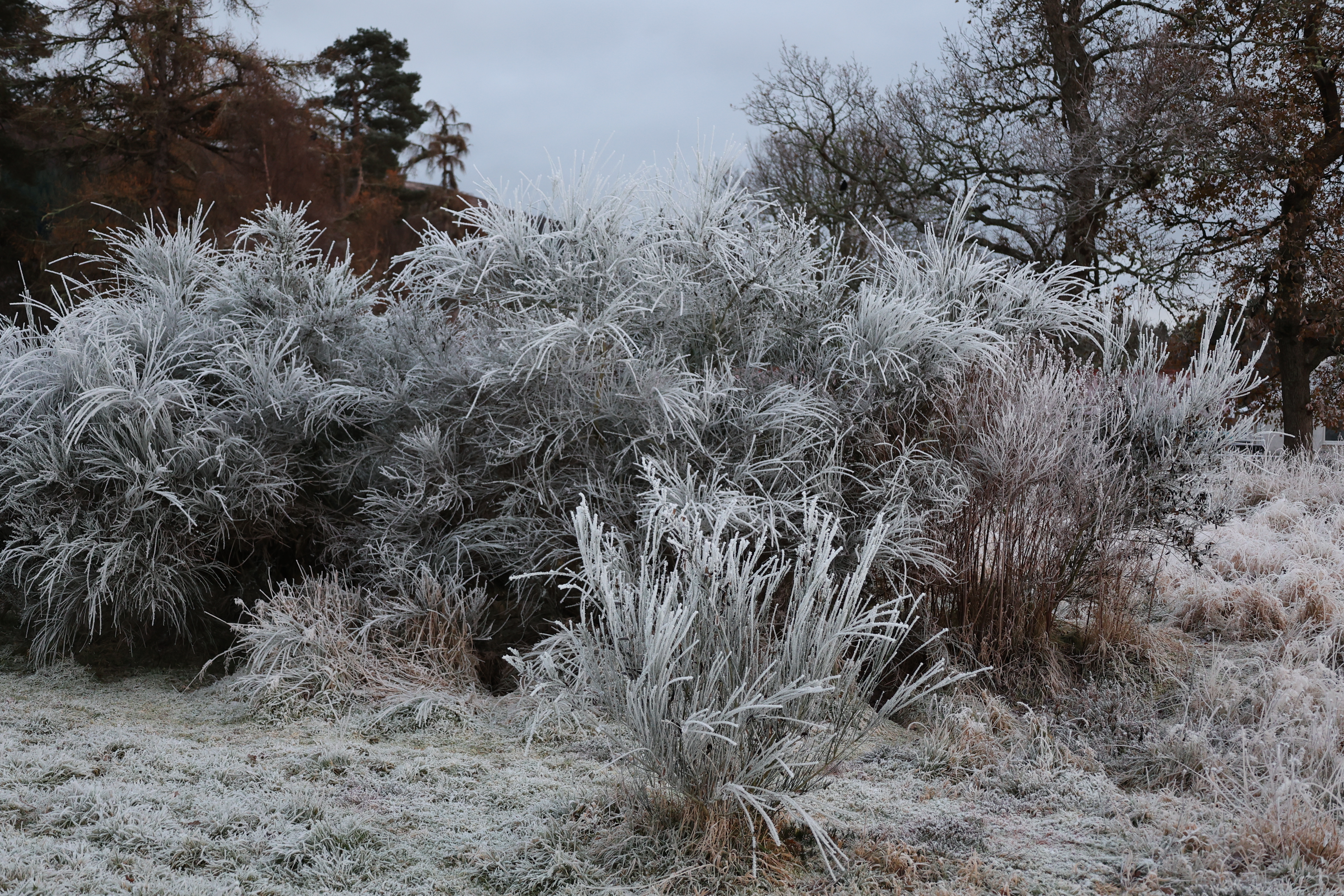 Frost covered Cytisus scoparius commonly known as Scotch broom.