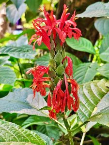 A Pachystachys coccinea plant with flowers. It’s also known as the Cardinals guard. From Kozhikode, Kerala.