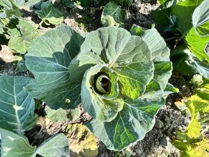 Pristine cabbage perfection in the bountiful embrace of a field! 