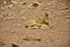 View larger photo: A long view of female spotted deer. From Deer Park, Tripunithura Hill Palace, Kochi, Kerala.