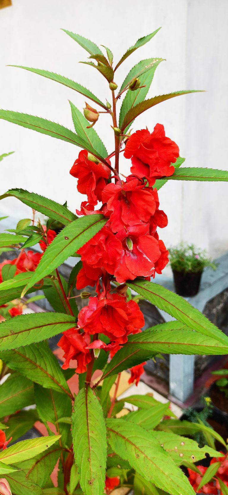 Balsam Flower Plant is a plant with long and thin leaves and red petals