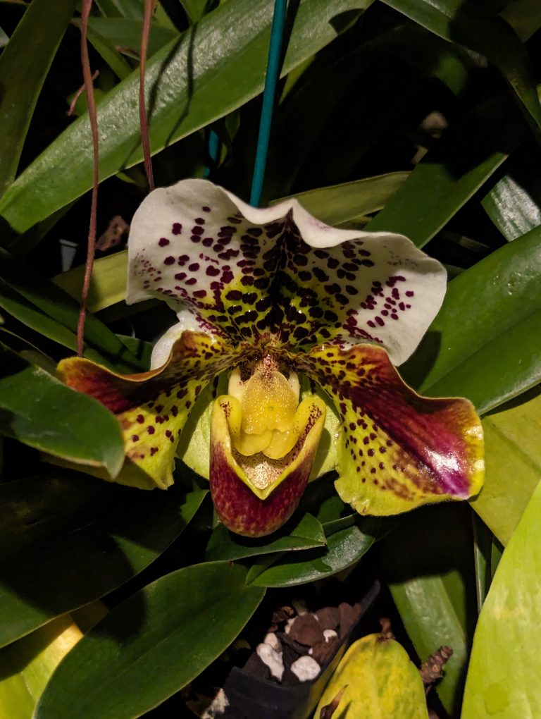 A yellow and white orchid with black spots