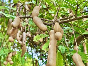 Close view of Tender Tamarinds. From Thasarak, Palakkad, Kerala.