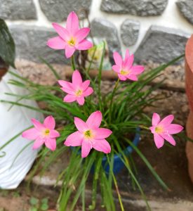 The Zephyr lily is commonly known as the rain lily.