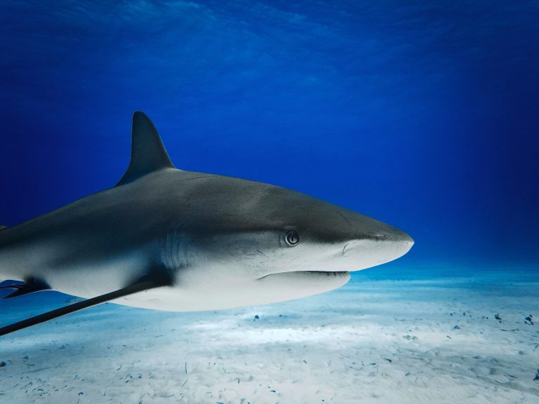 This image presents an observation of a caribbean reef shark (carcharhinus perezi), specifically highlighting its head and trunk region, as it traverses the sandy seabed of tiger beach.