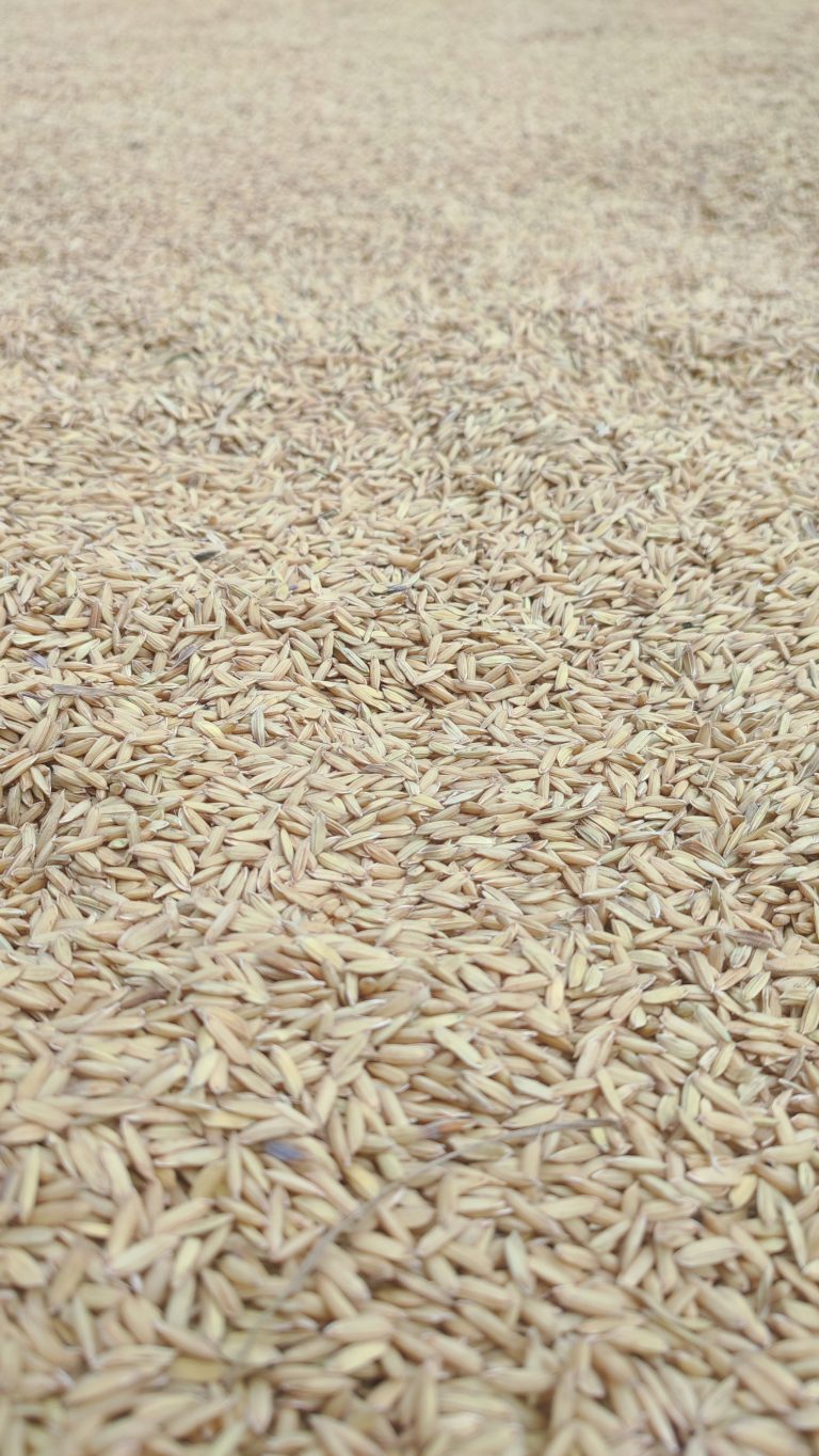 Rice Grain Enchanced