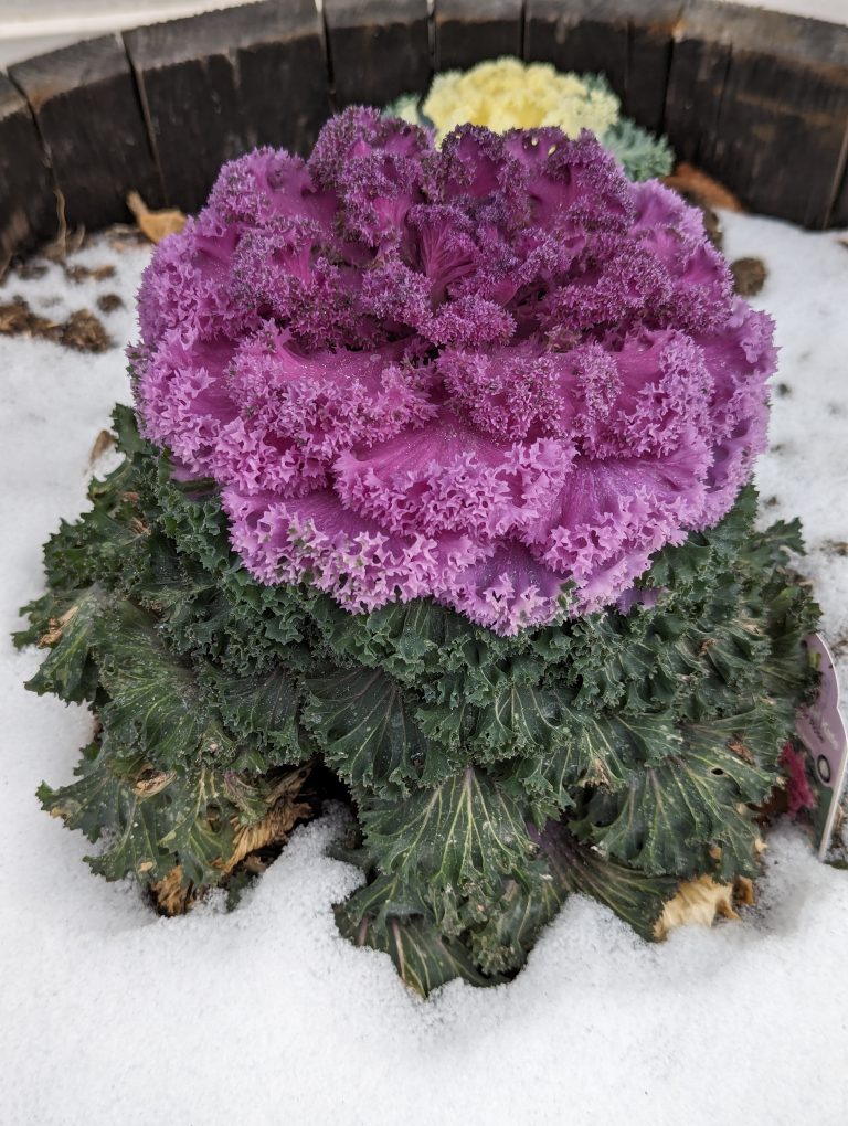 A purple kale growing in the snow