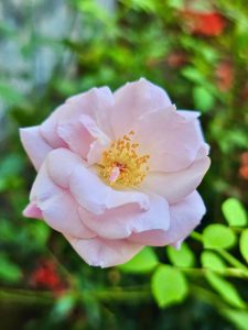 A rose flower from our neighbourhood. Kozhikode, Kerala. 