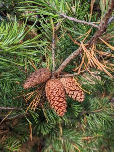 Close up of several pine cones on an evergreen tree
