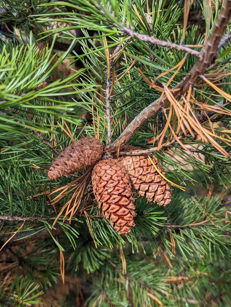 Close up of several pine cones on an evergreen tree