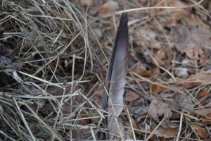 Feather of the bird standing in the leaves and branches