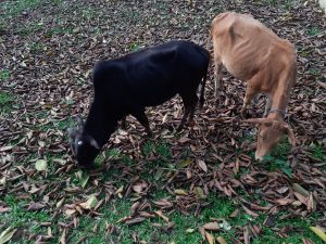 Two cows on a green, short grass field. The field is almost covered with half-dried fallen tree leaves. The color of the cows are black and brown.