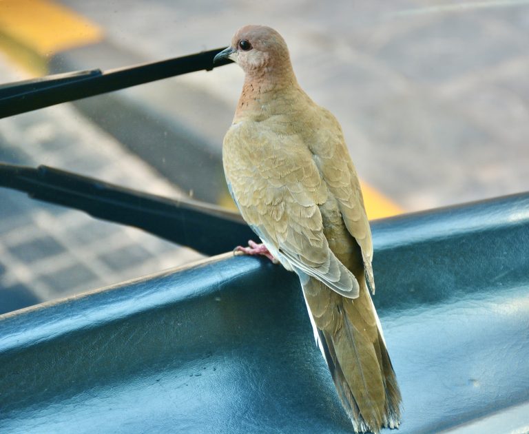 A Laughing dove, sitting in a bus. From Dubai.