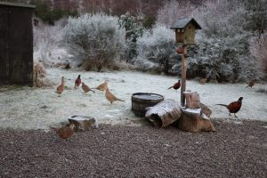 Flock of male and female Pheasants roaming the garden on a frosty morning in the Scottish Highlands