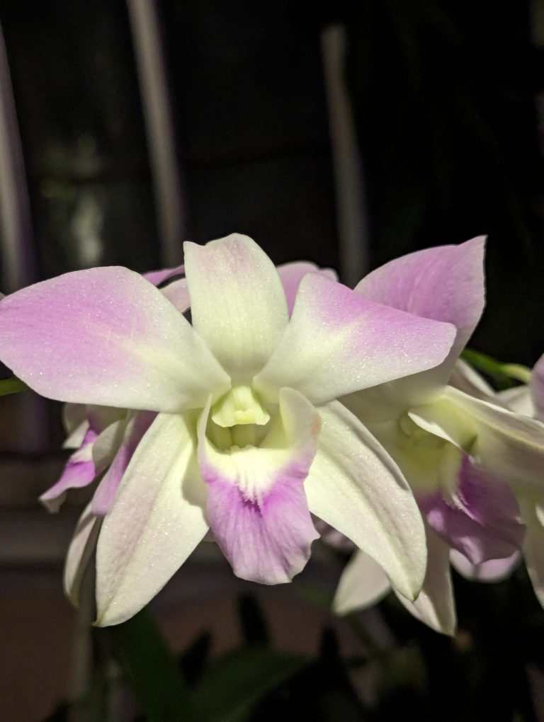 A white and pink orchid