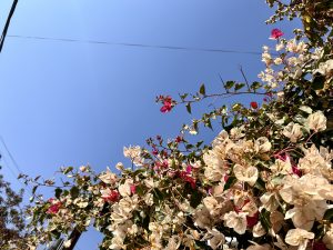 A colorful blooming flowers! 