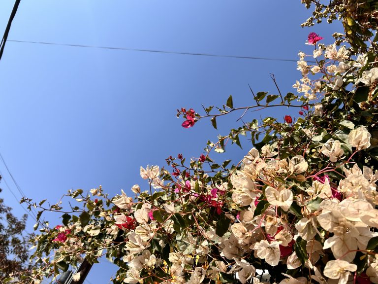 A colorful blooming flowers!