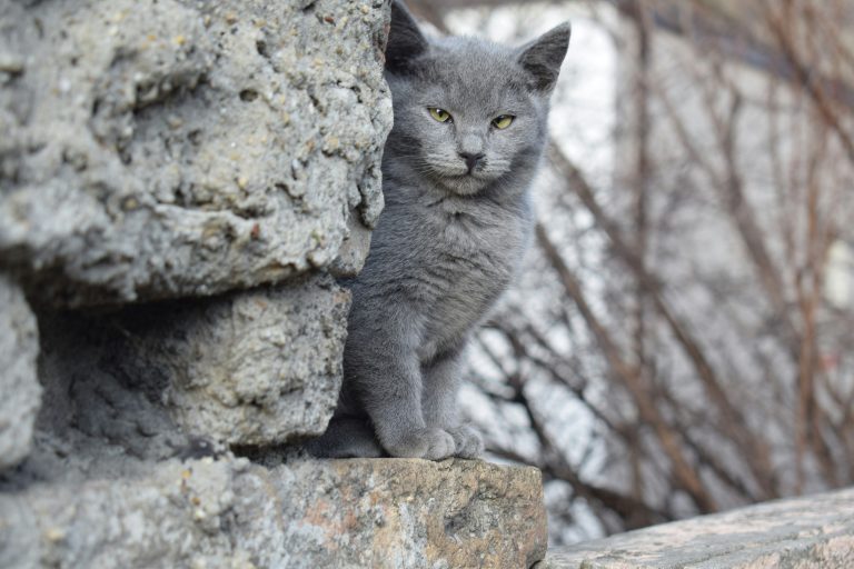 A gray cat is sitting on the wall.