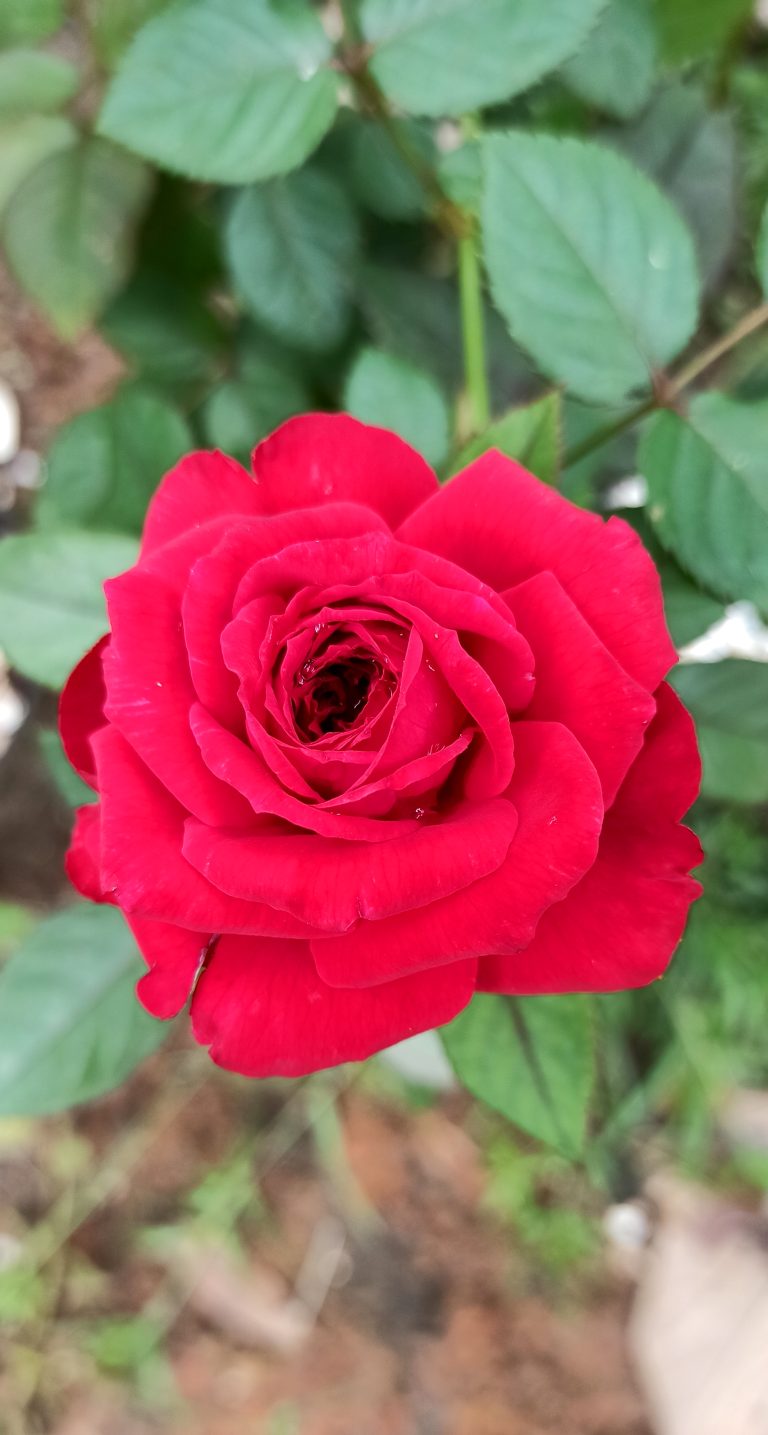 Red Rose Flower