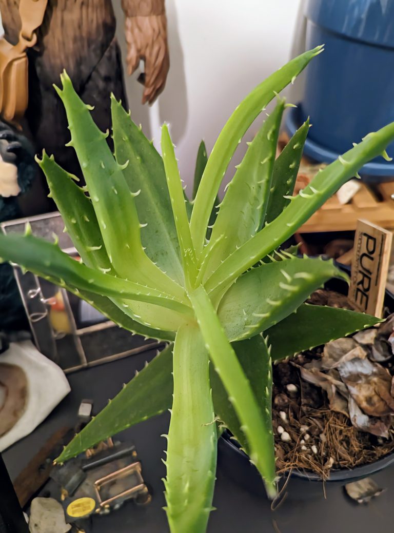 Close up of center of a thick green succulent