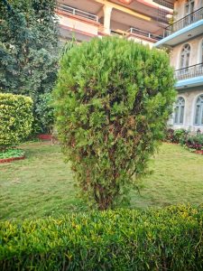 Gorgeous foliage within the garden