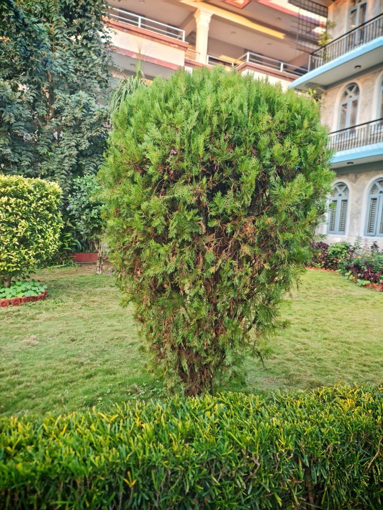 Gorgeous foliage within the garden