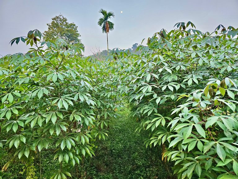 The cassava plants, areca nut palm tree, and a long view of the moon – an early morning scene from Perumanna, Kozhikode, Kerala.