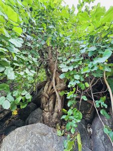 A big vine with thick roots. From Seetharkund Waterfalls, Kollengode, Palakkad 