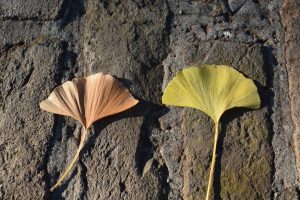 Two leaves resting on a textured rock wall, creating a serene and natural composition.