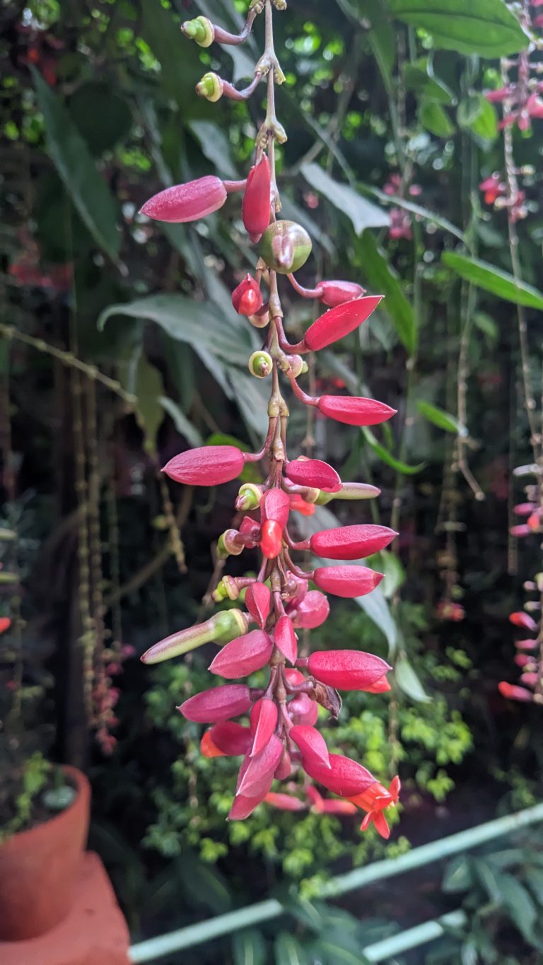 Thunbergia Coccinea – Plants with blazing colour – #WCNP2024