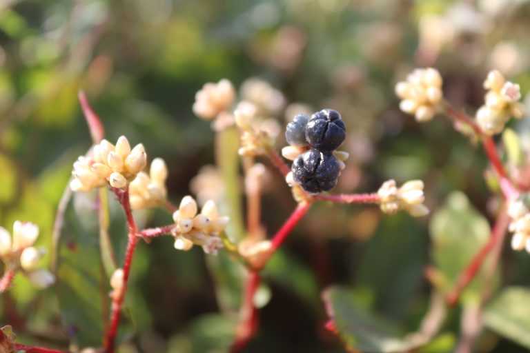 A red plant that has white open petals, one petal is closed and dark blue