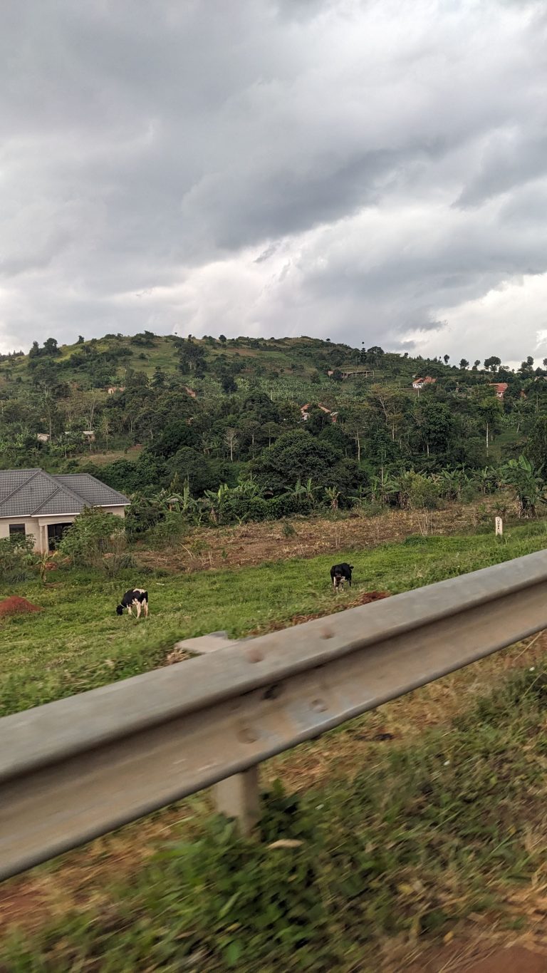 Beautiful countryside with cows in Uganda